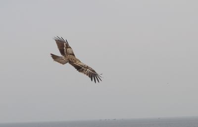 江の島　（ハナ）