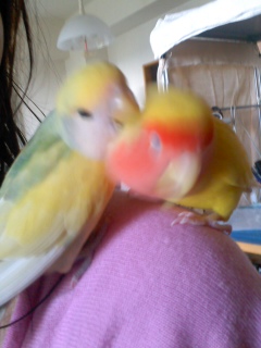 2011年10月6日 きき ＆ ちゃちゃ on my shoulder