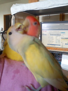 2011年10月6日 きき ＆ ちゃちゃ on my shoulder