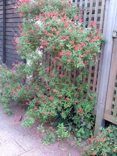 ２０１１年 １０月 ご近所の花たち