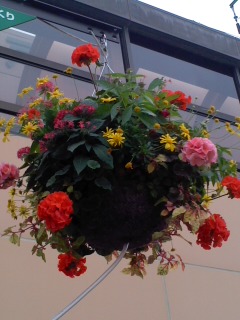 ２０１１年 １０月 ご近所の花たち