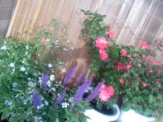 玄関の　お花たち