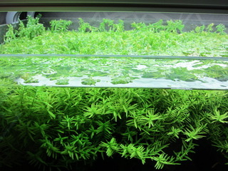 簡単水草トリミング講座（有茎草編）✄