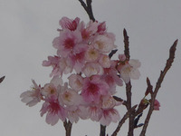 いよいよ節分＆大阪飲み会の月です。 2011/02/01 15:23:01