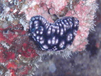 新年明けましておめでとうございます。 2011/01/04 11:00:40