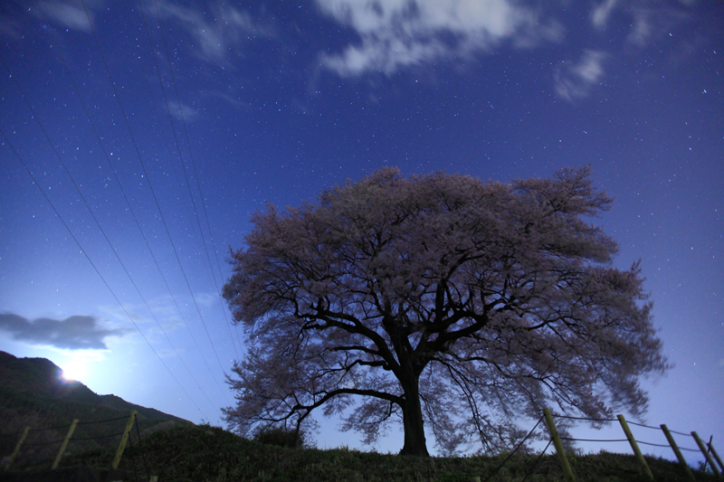 月と桜