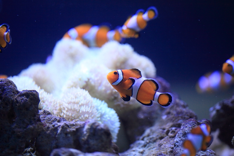 カクレクマノミ