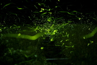 2011ホタルの光景-2- 2011/06/21 07:30:00