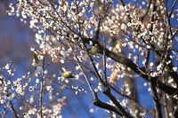 春の舞