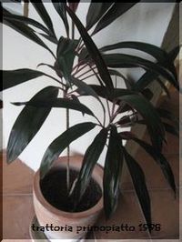 年末年始のお知らせ 2010/12/28 17:53:56
