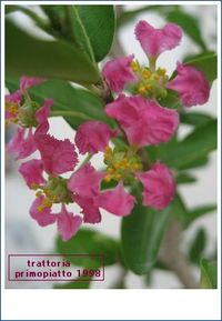 アセロラの花 2009/09/24 14:18:01