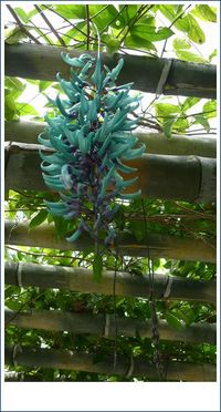 神秘的なヒスイカズラ 2009/05/05 23:59:28