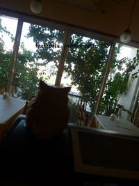 フェンネルのアイスクリーム 2011/11/23 17:43:53