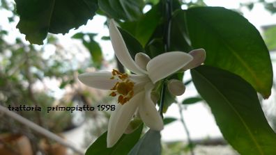 ザ・城跡めぐり。レモンの花。