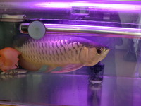 看板魚 2010/09/29 16:10:45