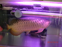 プレシャスの魚たち 2010/10/14 18:45:14