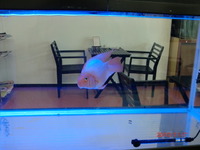パロット移動 2010/11/07 13:42:57