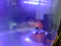 新入り 2010/11/16 19:15:40