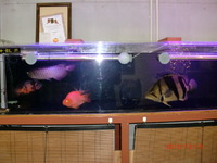 混泳水槽 2010/12/16 18:05:50