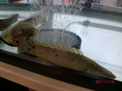 新入り