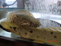 新入り 2011/01/16 12:23:16
