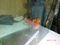 全滅 2011/01/22 11:05:08