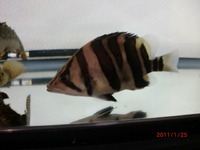ダトニオプラスワン 2011/01/25 12:23:49