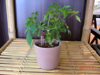 いただきました＾＾ 2011/03/03 10:45:48
