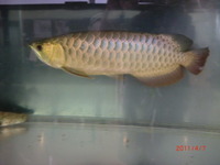 ネタぎれ。。。 2011/04/07 16:38:20