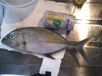 釣れないね！ 2011/06/29 12:30:00