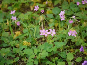 小さな花