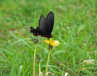 小さな花