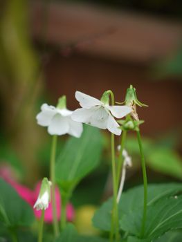 小さな花