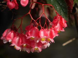 梅雨