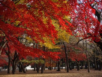 代々木公園