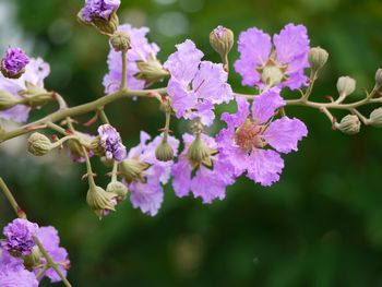 夏の花