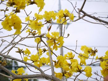 春の花