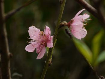 中村住宅