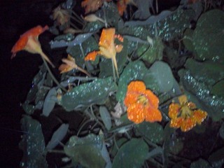 雨!