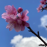 桜の花^_^