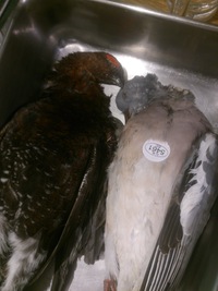鳩と雷鳥です！ 2014/11/27 18:03:38