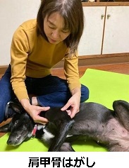 ドッグラン！無料オープンイベント「犬の整体マッサージ」で参加♪