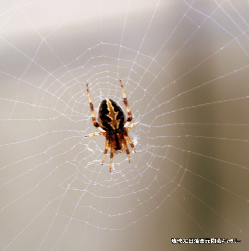 平良幸春昆虫写真　ホシスジオニグモ(星筋鬼蜘蛛)