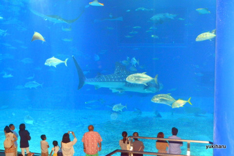 沖縄美ら海水族館-見学に孫達と出かけてきました。