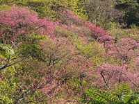 酸素オイル