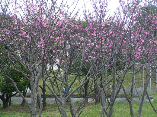 沖縄の植物です。