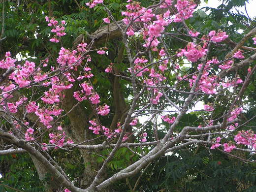 沖縄の植物です。
