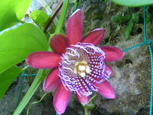 沖縄の植物パッションフルーツをご紹介いたします。