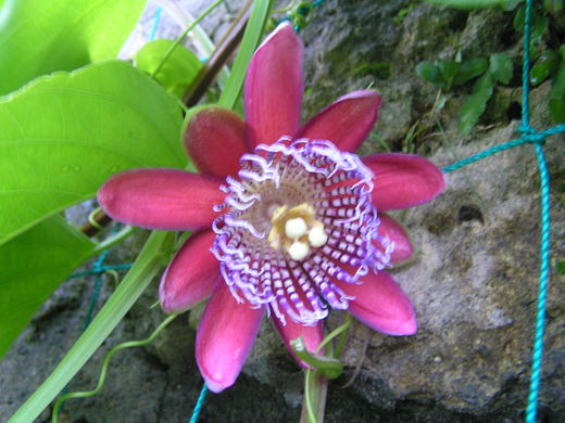 沖縄の植物パッションフルーツをご紹介いたします。
