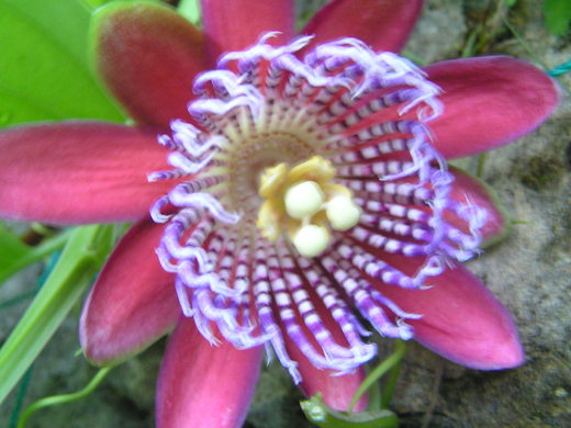 沖縄の植物パッションフルーツをご紹介いたします。